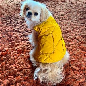 Reddy Mustard Puffy Vest (w/Pockets and Leash hole) for Small Dogs